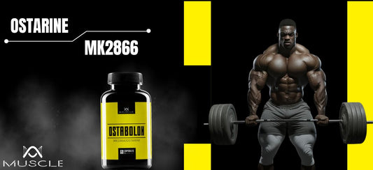 Azione di Ostarine MK2866