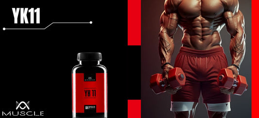 Azione delle SARMs YK11